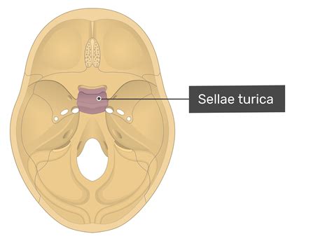 Sella Turcica Of Sphenoid Bone And Pituitary Gland