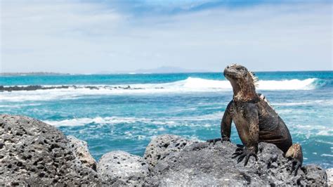 You may have to shell out a lot more to visit the Galápagos | Condé Nast Traveller India ...