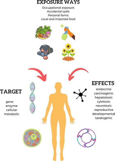 Harmful Effects Of Pesticides On Human Health