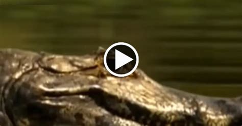 TOP 10 JAGUAR VS CROCODILE – Jeet News