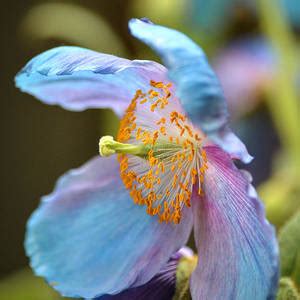 Japanese Anemone 2 Photograph by Julie Palencia - Fine Art America