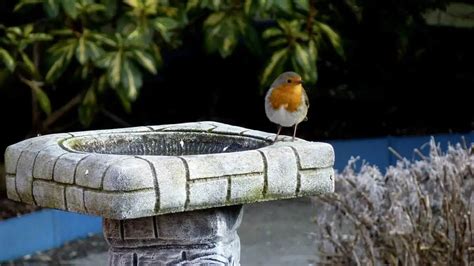 Safe Paint For Bird Baths: A Helpful Starter Guide + Table – Birding Outdoors