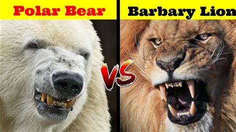 Barbary Lion vs Polar Bear - YouTube