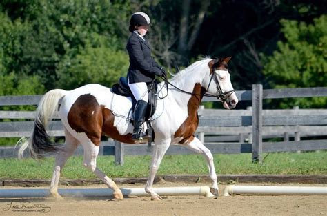 Dressage | Sport horse, American paint horse, Horses