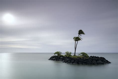 Free Photo: Palm Tree on a Small Island
