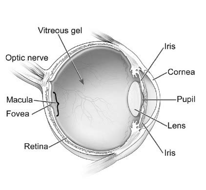 Central Scotoma Causes, Symptoms and Help