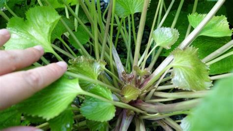 Wasabi: Why invest in 'the hardest plant to grow'? - BBC News