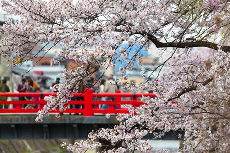 Sakura is the national symbol of Japan | Sakura's World