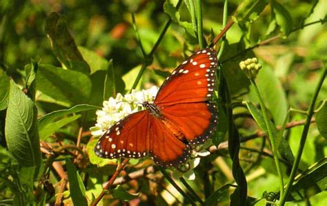 Six Mile Cypress Slough Preserve: Free, wild & 5 minutes off I-75