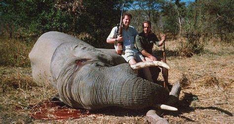 Botswana Lifts Ban On Elephant Hunting, Shocking Conservationists