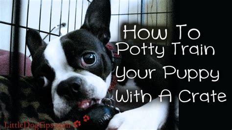 How To Potty Train Your Dog With A Crate 🐾 Little Dog Tips