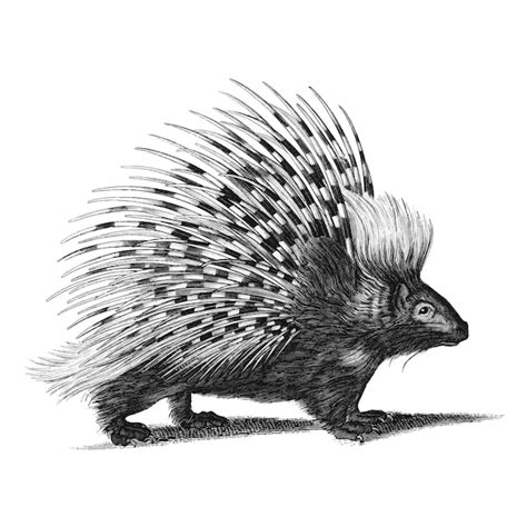 Free Vector | Vintage illustrations of porcupine