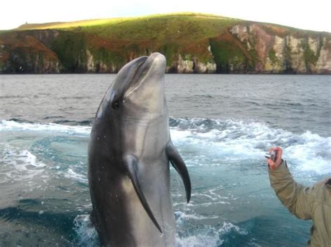 Dingle Dolphin Boat Tours provides boat trips to see Fungie the Dingle ...