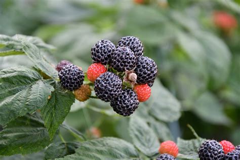 Raspberry Starter Collection #3: Heirloom Black Raspberry Sampler Pack of 4 quart size plants ...