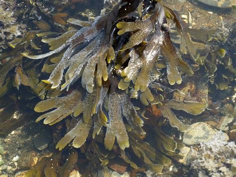 Marine fungus 1 ? on Saw wrack, Fucus serratus (Marine fungi images)