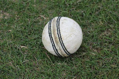 Photo of a White Leather Cricket Ball with Stitched Seams on Grass, Cricket Ball on Green Grass ...