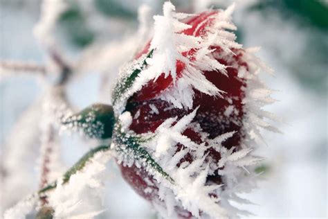 Six spectacular ice phenomena to look out for this winter