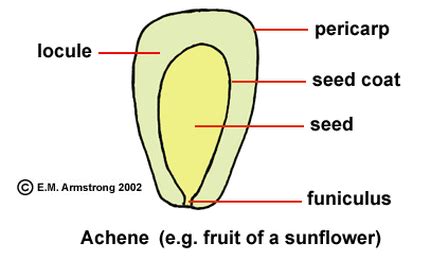 Seeds and fruits - BIOLOGY4ISC