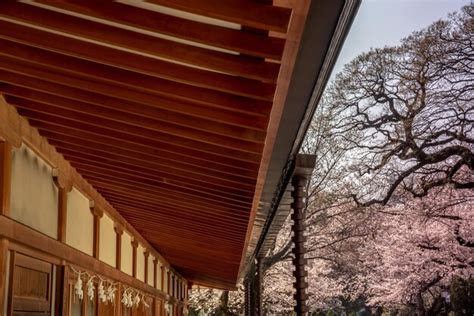 Premium Photo | Cherry blossom at yasukuni shrine tokyo japan