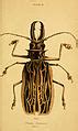Category:Macrodontia cervicornis - Wikimedia Commons