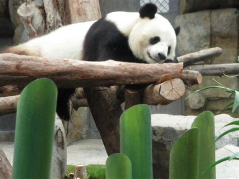 Pandas at Ocean Park, Hong Kong - The Travel Hack