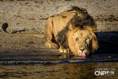 Visionary Wild (Chobe River Safari • Visionary Wild )