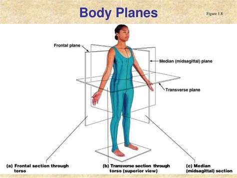 Anatomical Regions Of The Body Quiz - Anatomical Anatomy Position ...