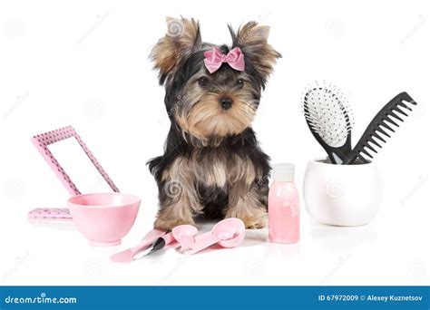 Yorkshire Terrier with Grooming Products Stock Image - Image of hair, doggy: 67972009