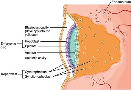 Syncytiotrophoblast - Wikipedia