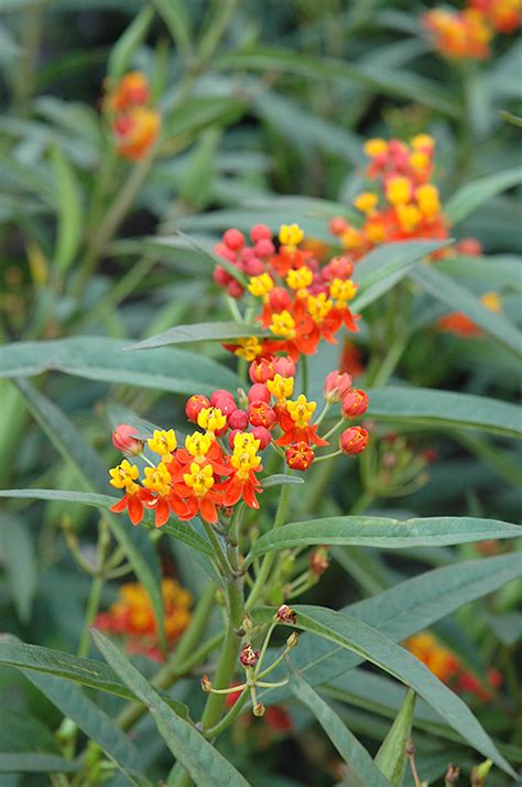 Red Butterfly Milkweed (Asclepias curassavica 'Red Butterfly') in Reno ...