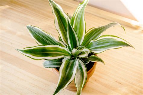 How to Grow and Care for Dracaena