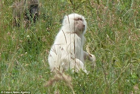 White baboon is spotted roaming the Arusha National Park in Tanzania | Daily Mail Online