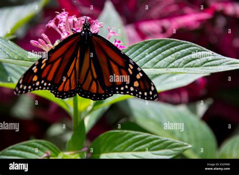 Monarch butterfly at Purdy Butterfly House, Huntsville Botanical Garden, Huntsville, AL Stock ...