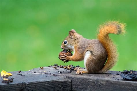 10 Fascinating Squirrel Facts Your Probably Never Knew - Varmint Gone