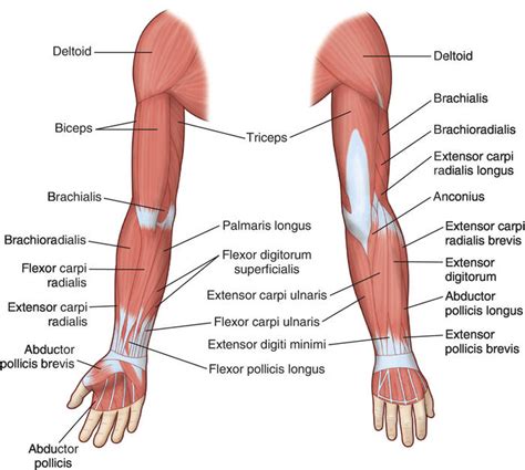 Muscles Of The Arm – serior.info