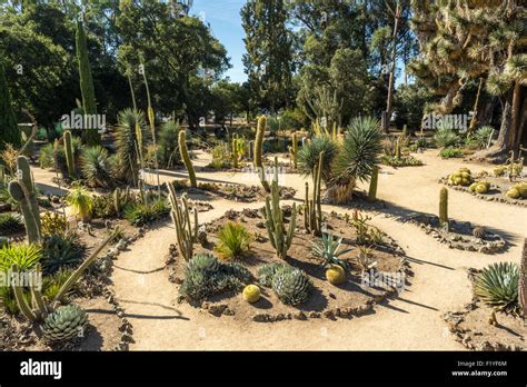 The Arizona Cactus Garden, (or refered to as the Stanford Cactus Stock Photo: 87271148 - Alamy