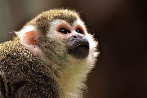 Small Monkey Breeds (8 Types With Pictures) - Wildlife Informer