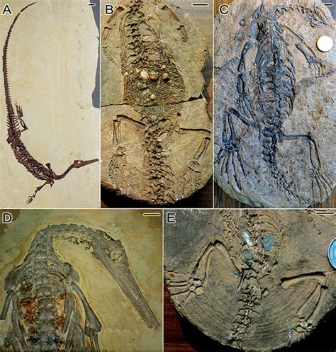 Frontiers | Was Mesosaurus a Fully Aquatic Reptile?