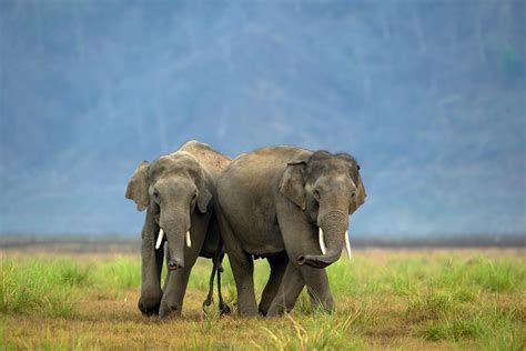 Jim Corbett National Park Flora and Fauna