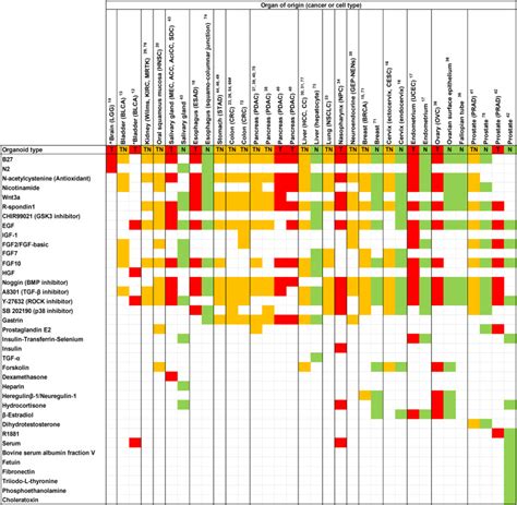 Organoid cultures for cancer modeling: Cell Stem Cell