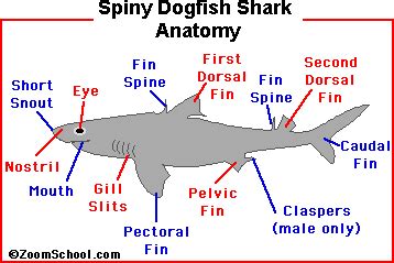 SPINY DOGFISH SHARK - Zoom Sharks