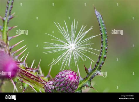 Thistle seed hi-res stock photography and images - Alamy