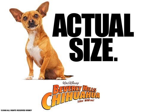 Papi: Actual size - Beverly Hills Chihuahua movie Wallpaper (9050720 ...