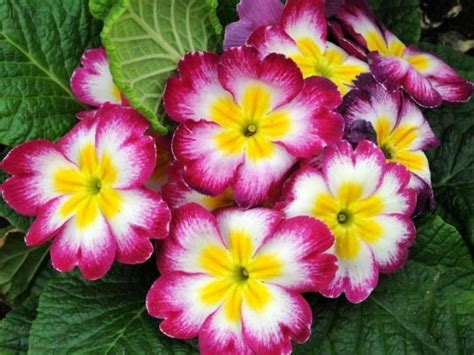 17 Best Shade Loving Perennials That Bloom All Summer