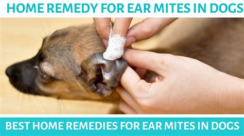 Home remedy for ear mites in dogs | Best home remedies for ear mites in ...