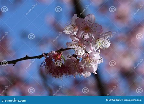 Cherry blossoms. stock image. Image of pink, taiwan - 269924225