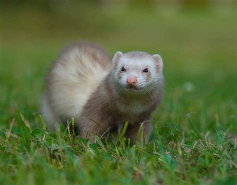 Ferret Colors: A Guide to Ferret Colors and Patterns - A-Z Animals