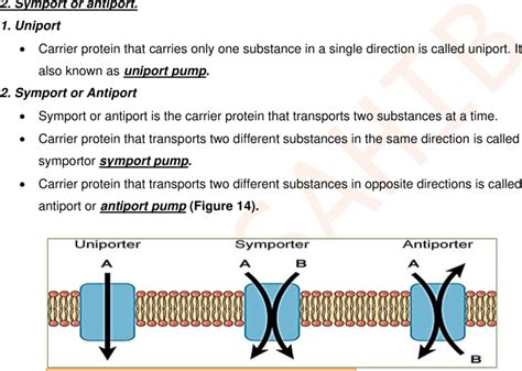 Transport Through Carrier Proteins - Transport Informations Lane