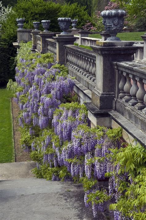 17 Best images about Wisteria Flower Power on Pinterest | Gardens, Wisteria and Tivoli gardens