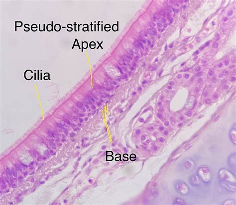 pseudostratified columnar epithelium